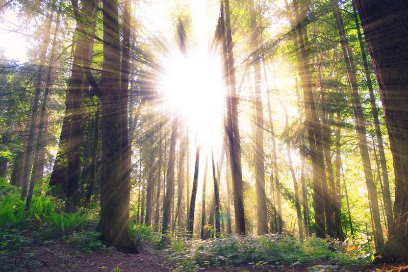 Sun beaming through forest of trees - nanorods