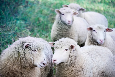 Small group of white sheep - green construction