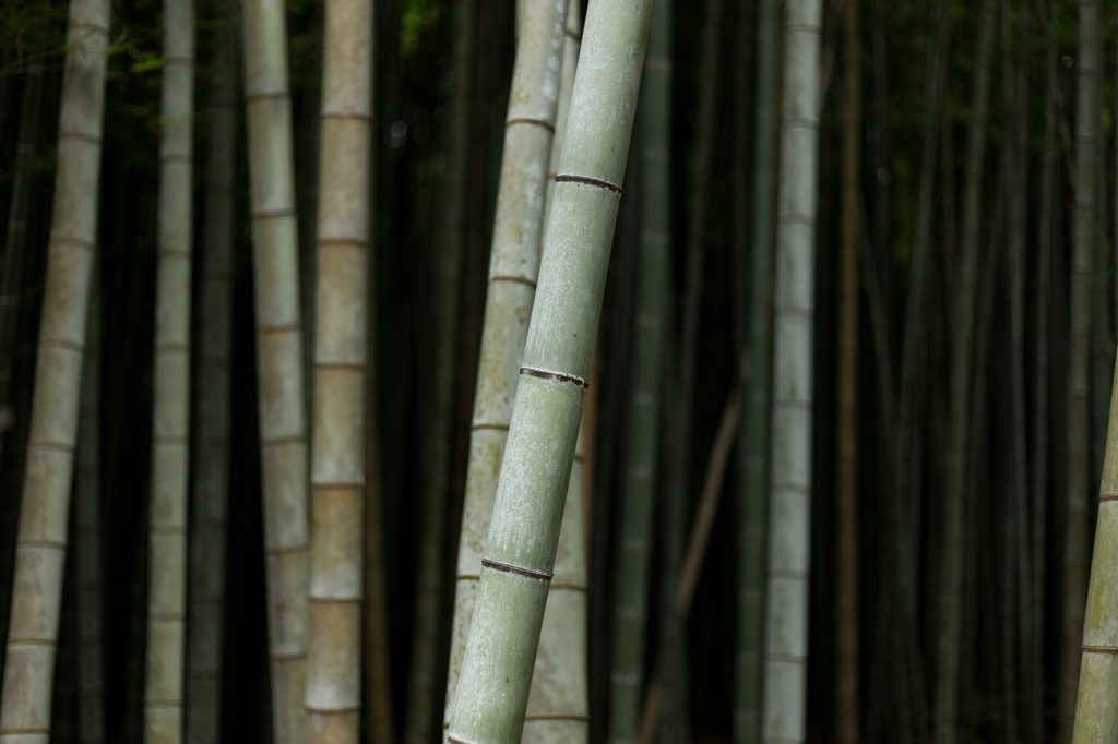 Bamboo trees - green construction