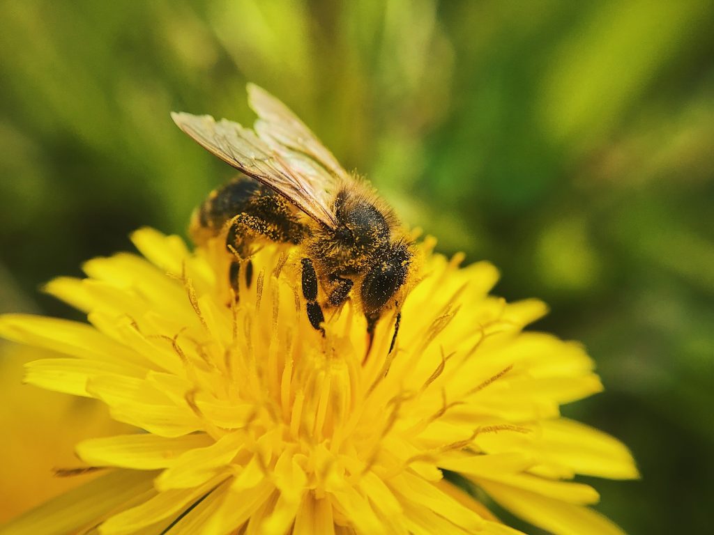 Bee on yellow flower. Photo from darius cotoi via unsplash.