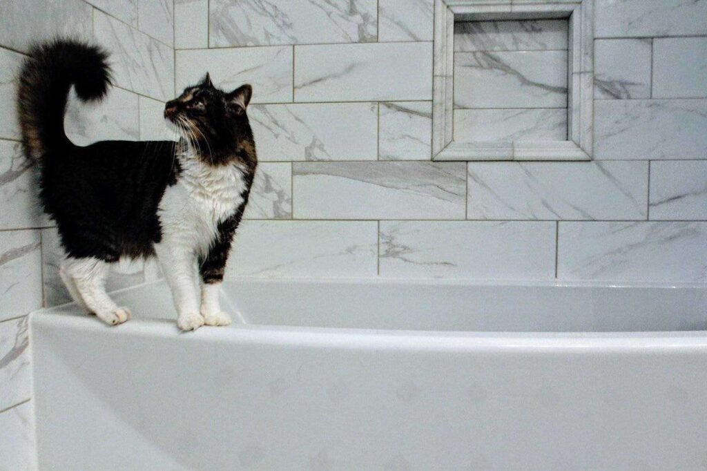 6 Environmentally Friendly Plumbing Tips You Should Try 4 Black and white cat on edge of tub - environmentally-friendly plumbing tips