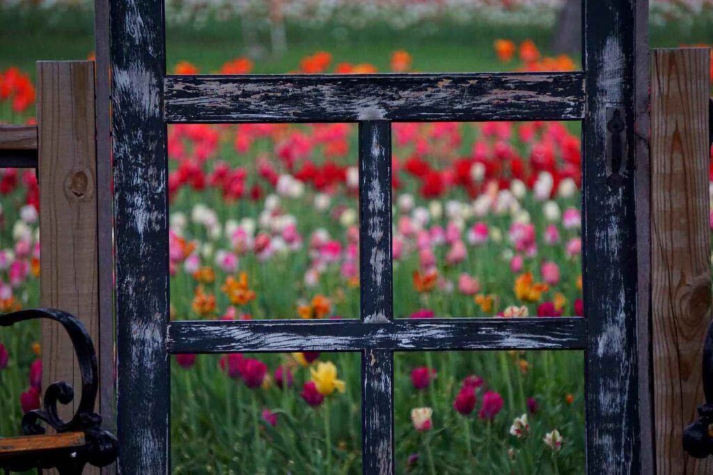 Field of tulips seen through trellis - diy spring outdoor projects