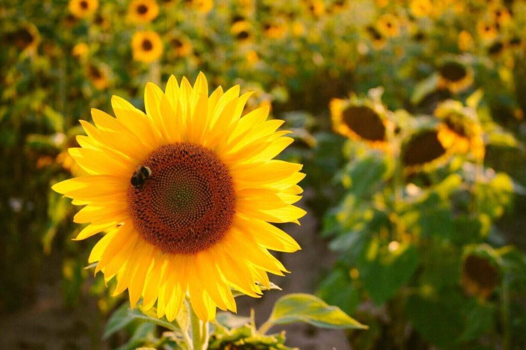 Bee on sunflower - how to maximize solar panels for beekeeping