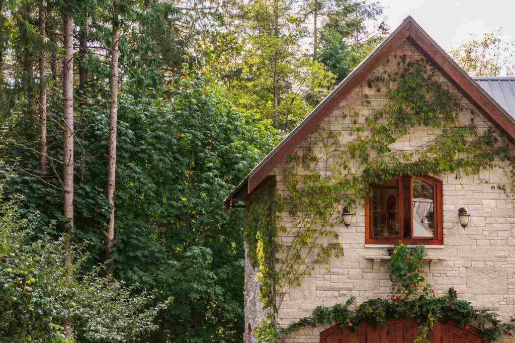 Stone house with vines in forest ideas to make a new house eco friendly
