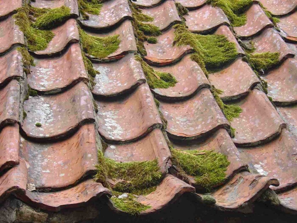 Clay roof with moss - important things to consider before doing maintenance on your roof