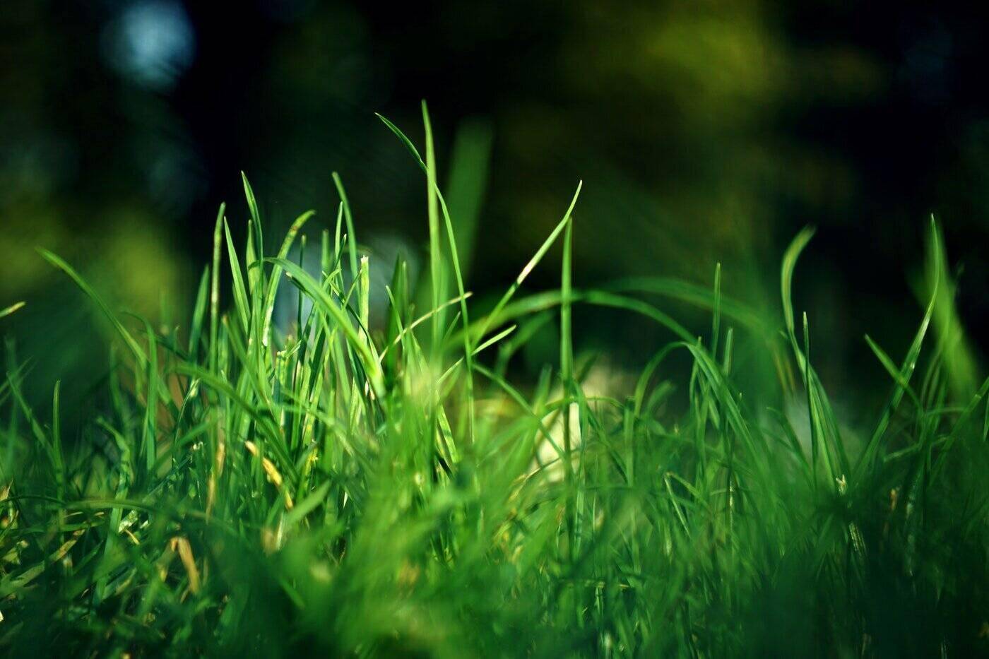 Close up of grass - important things to know before you grow grass from scratch