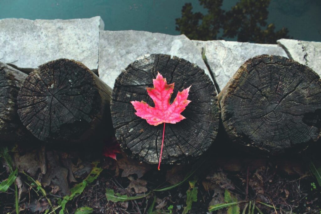 Red maple leaf on cut log by river - what's in the federal budget for green building
