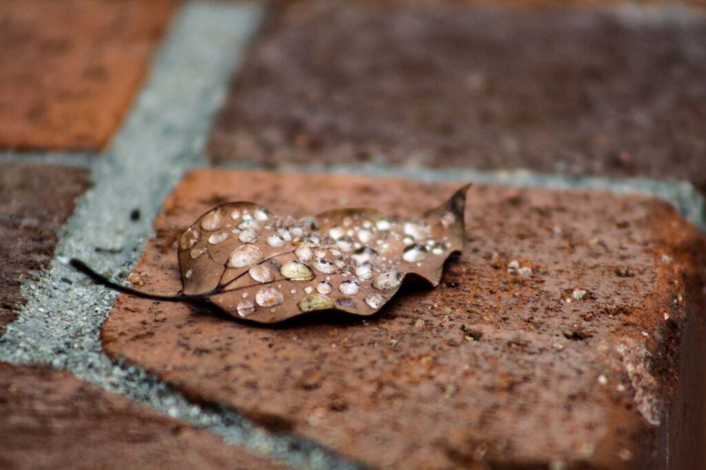 Water droplets on leaf - the basics of biophilic design
