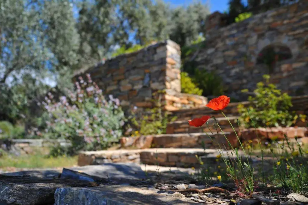 Red-poppies-by-stone-stairs-strategies-greener-landscaping