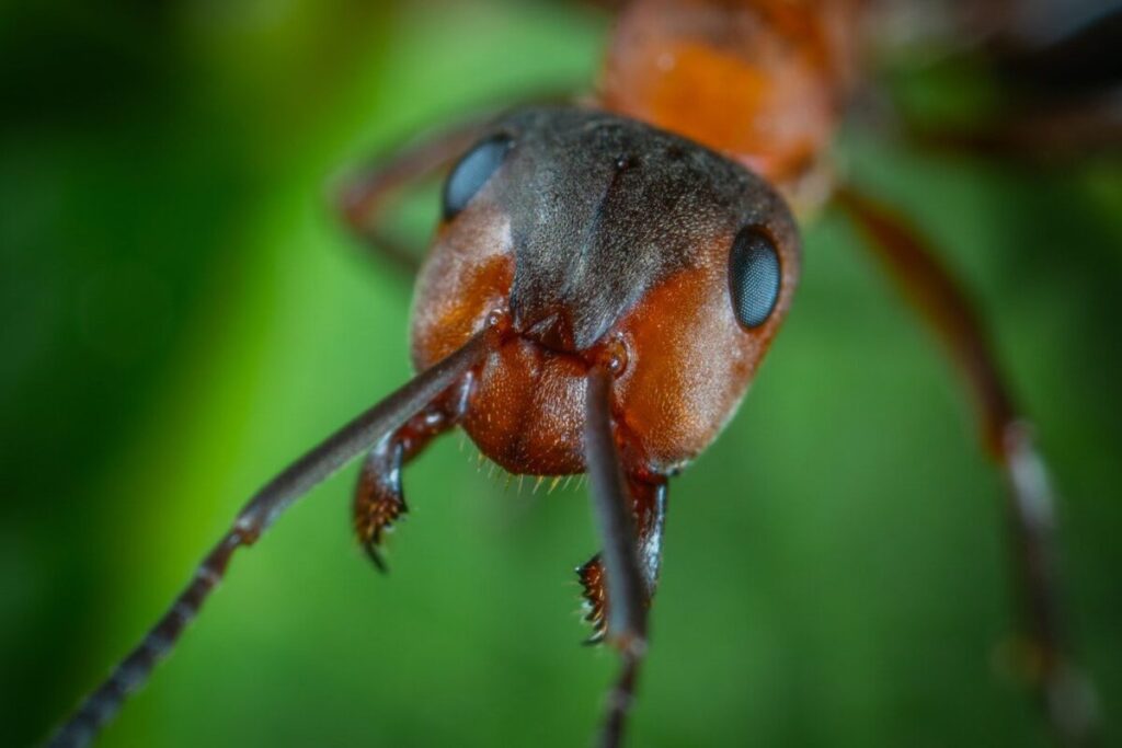 Close-up of ant - can pests be controlled without hurting the environment