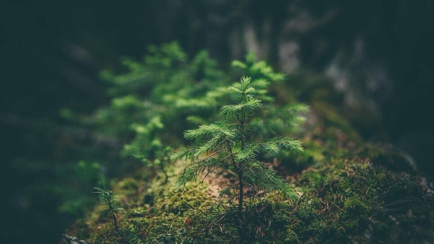 Baby coniferous tree in forest - life cycle assessment