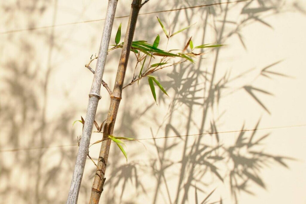Bamboo against white building - green building materials