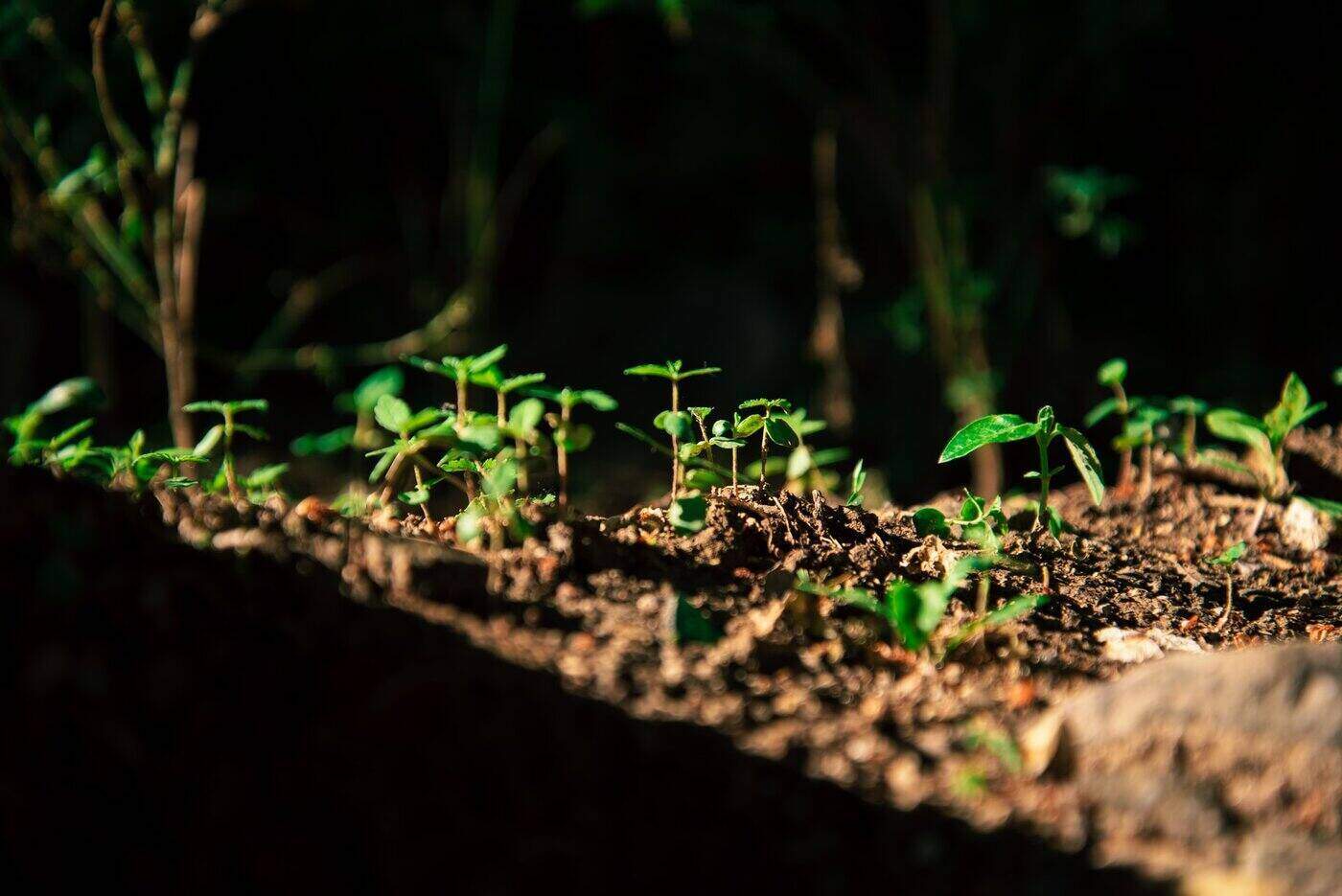 Seedlings in sunlight - using outdoor grow lights in your garden