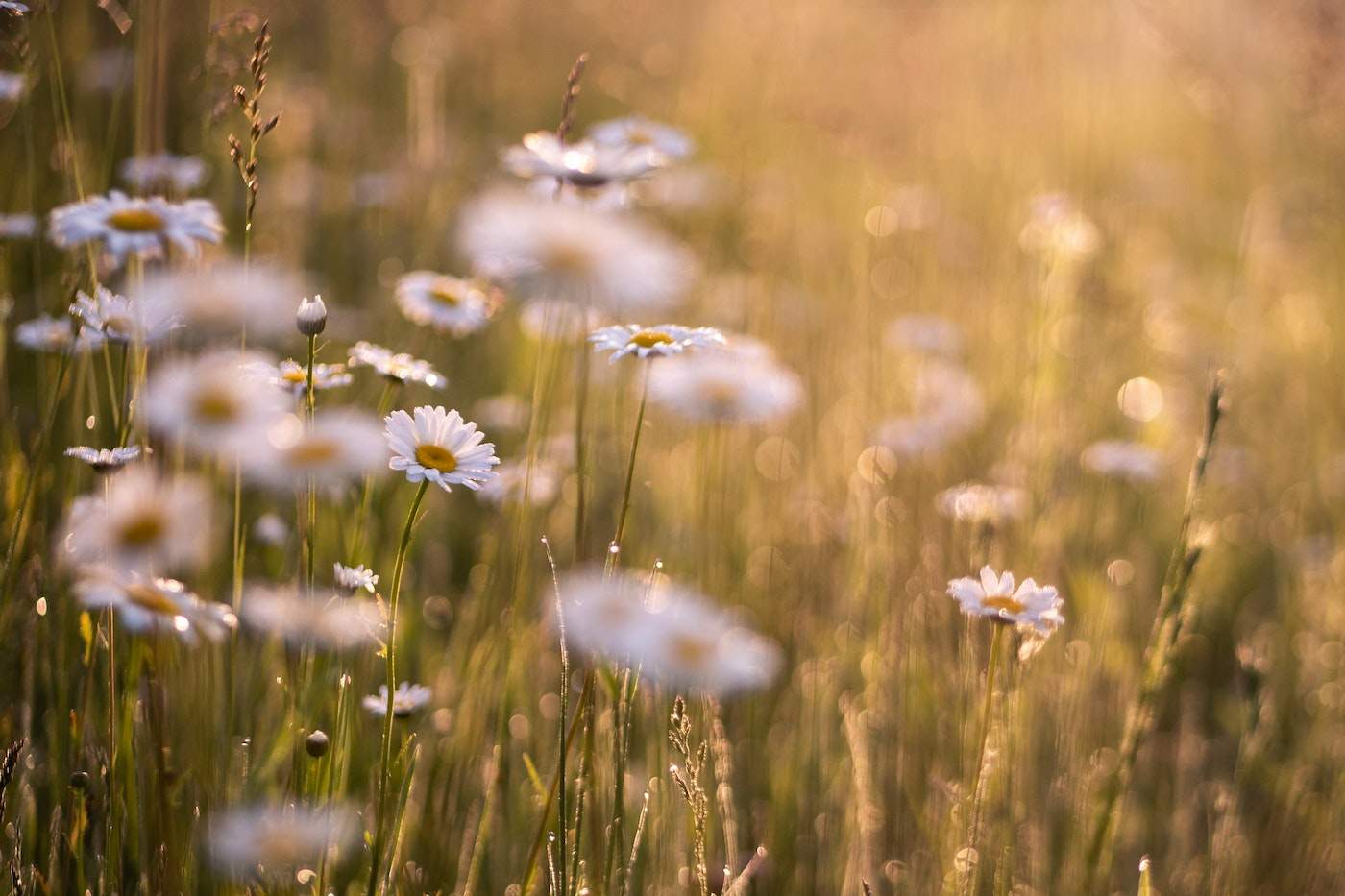 Daisies-in-field-strategies-greener-landscaping