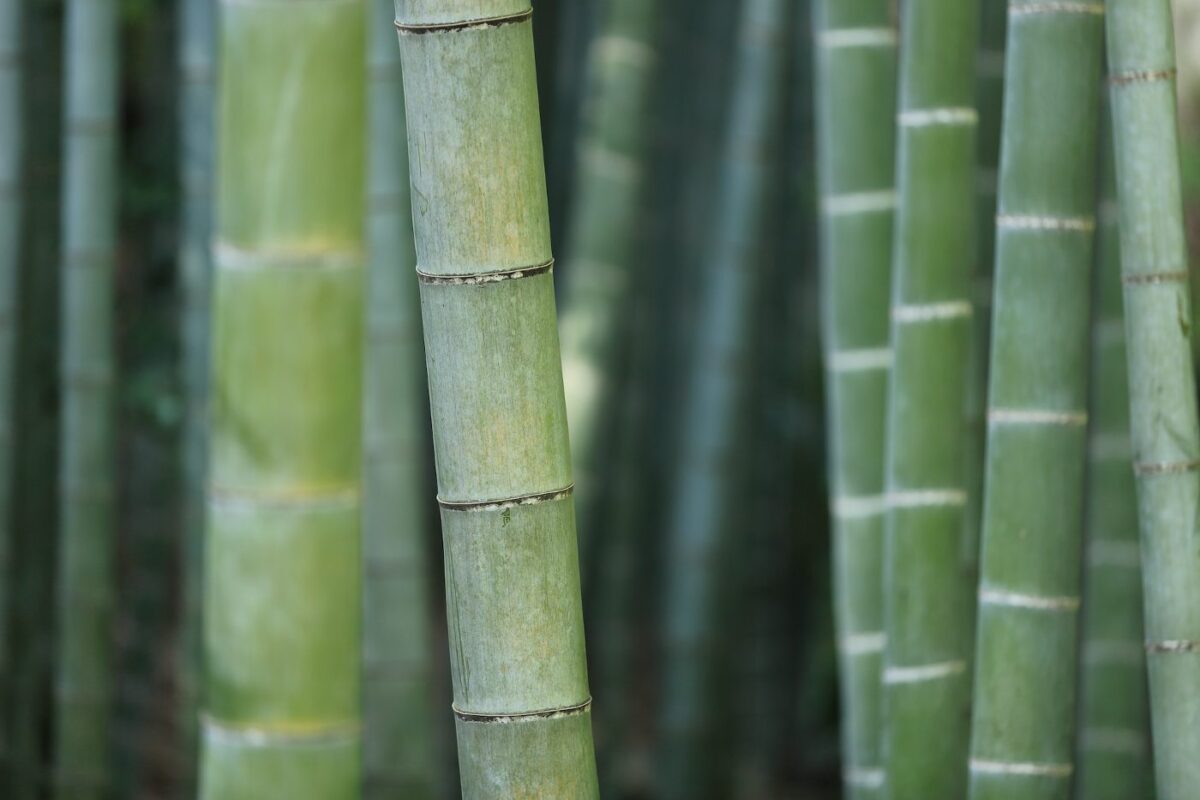 Close up of bamboo forest - features to look for when buying an eco-friendly property